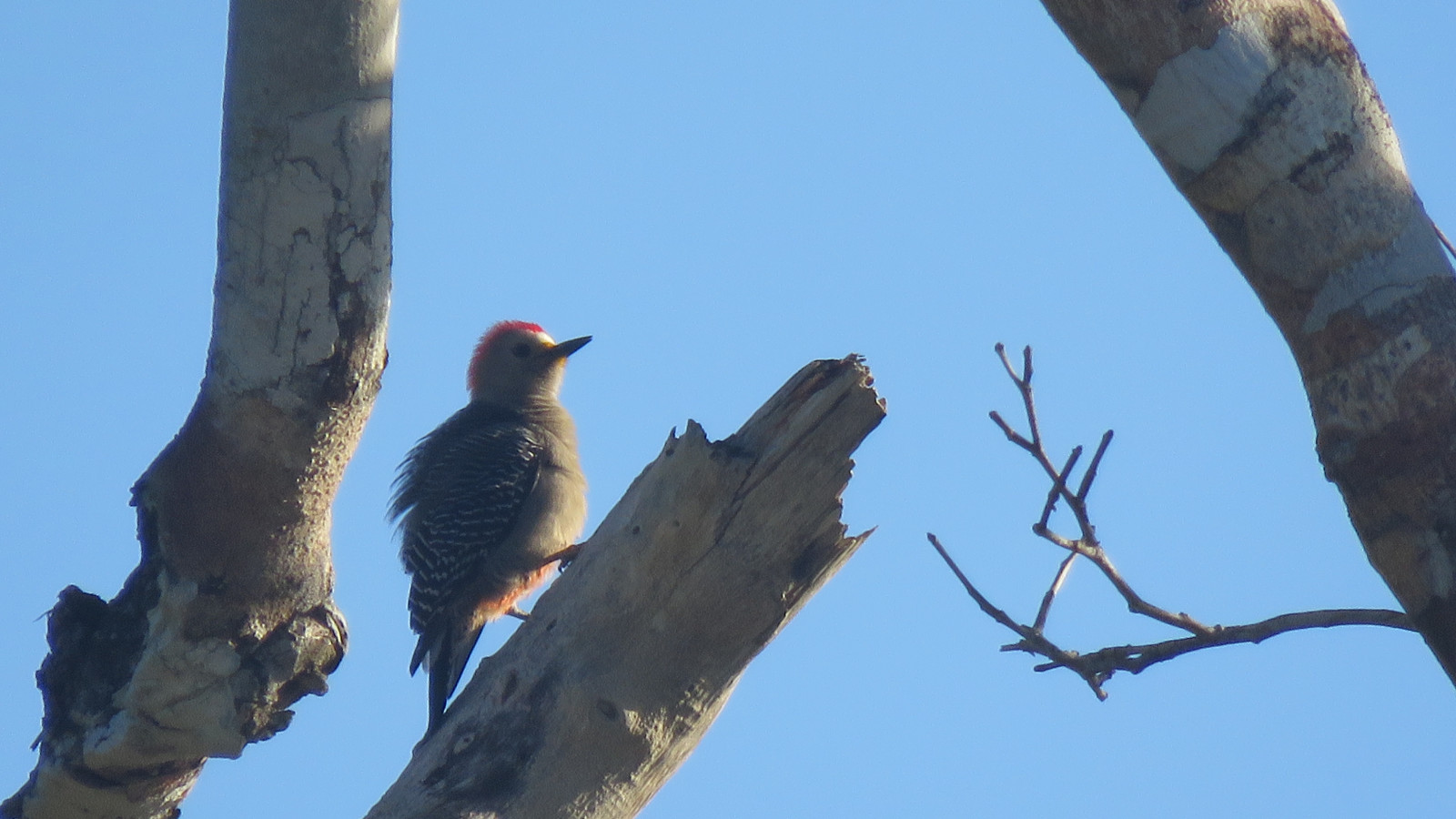 image Yucatan Woodpecker